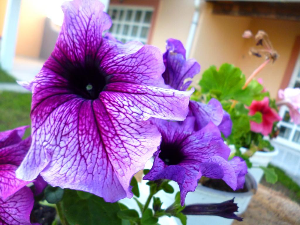 Demis Apartments Sidárion Dış mekan fotoğraf